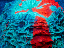 Load image into Gallery viewer, 🌊🔥 Ocean Ember Acanthophyllia
