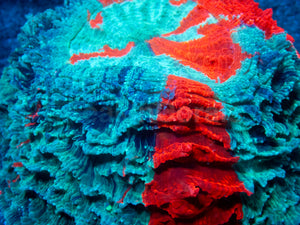 🌊🔥 Ocean Ember Acanthophyllia