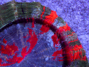 Rainbow Acantophyllia Deshayesiana (Rare Color, Blue Mouth with Green Ring) FK504