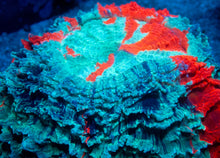 Load image into Gallery viewer, 🌊🔥 Ocean Ember Acanthophyllia