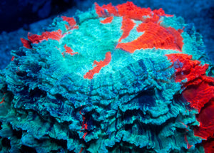 🌊🔥 Ocean Ember Acanthophyllia