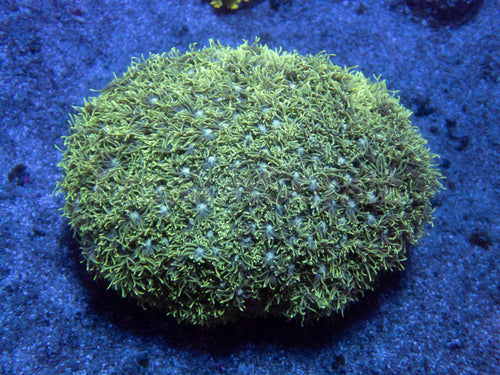 💚🌪️ Toxic Surge Goni (XXL Colony) (AR)