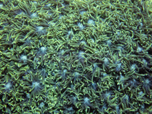 Load image into Gallery viewer, 💚🌪️ Toxic Surge Goni (XXL Colony) (AR)