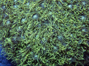 💚🌪️ Toxic Surge Goni (XXL Colony) (AR)