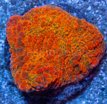 Load image into Gallery viewer, WWC Stellaria Chalice