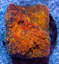 Load image into Gallery viewer, WWC Stellaria Chalice