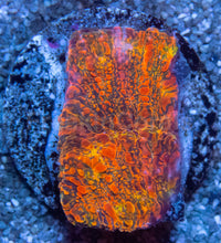 Carregar imagem no visualizador da galeria, WWC Stellaria Chalice