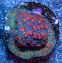 Load image into Gallery viewer, Meteor Shower Cyphastrea