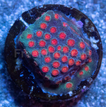 Load image into Gallery viewer, Meteor Shower Cyphastrea