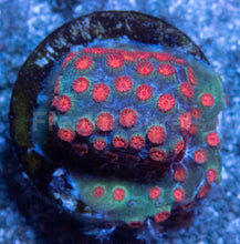 Load image into Gallery viewer, Meteor Shower Cyphastrea