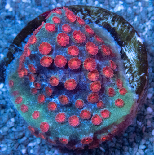 Meteor Shower Cyphastrea