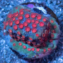 Load image into Gallery viewer, Meteor Shower Cyphastrea