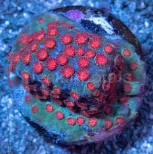 Meteor Shower Cyphastrea