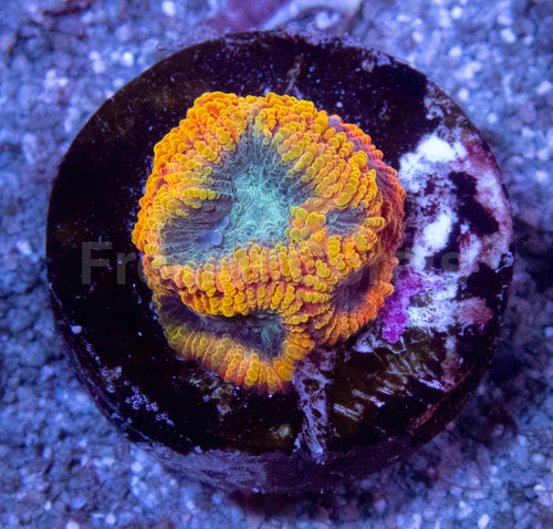 JF Yellow Submarine Favia