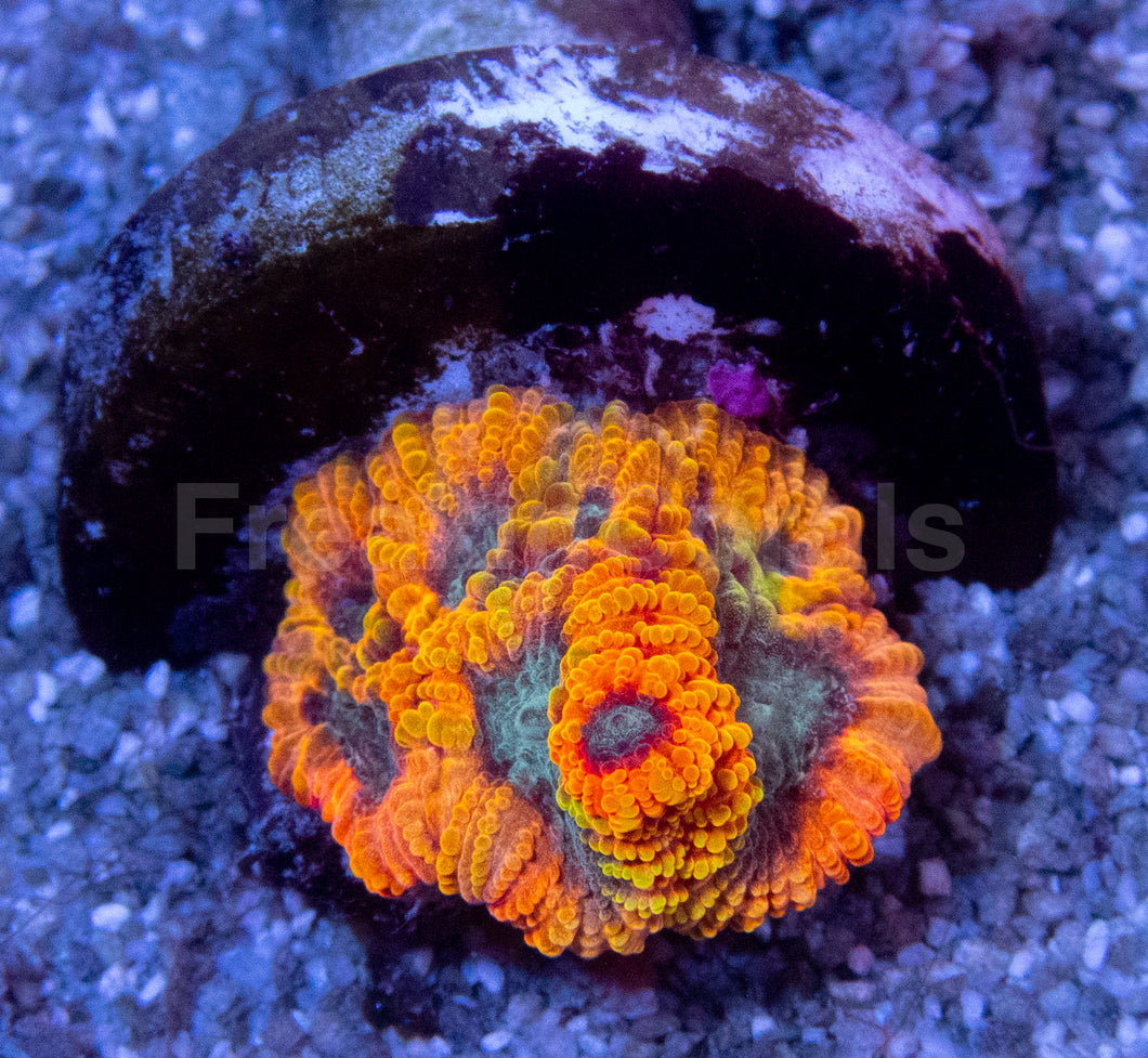 JF Yellow Submarine Favia