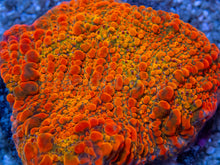 Carregar imagem no visualizador da galeria, WWC Stellaria Chalice