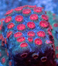 Load image into Gallery viewer, Meteor Shower Cyphastrea