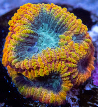 Load image into Gallery viewer, JF Yellow Submarine Favia