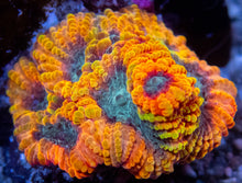 Load image into Gallery viewer, JF Yellow Submarine Favia