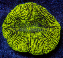 Load image into Gallery viewer, Yellow Fluorescent Trachyphyllia Aussie