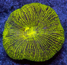 Load image into Gallery viewer, Yellow Fluorescent Trachyphyllia Aussie