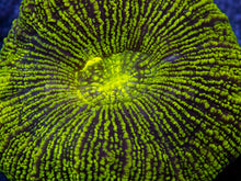 Load image into Gallery viewer, Yellow Fluorescent Trachyphyllia Aussie