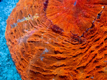 Load image into Gallery viewer, FK Lava Orange Acantophyllia (Rare Color) FK599