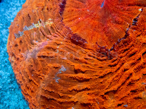 FK Lava Orange Acantophyllia (Rare Color) FK599