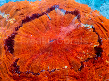 Load image into Gallery viewer, FK Lava Orange Acantophyllia (Rare Color) FK599