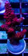 Carregar imagem no visualizador da galeria, WWC PC Rainbow Acropora – Signature Frag