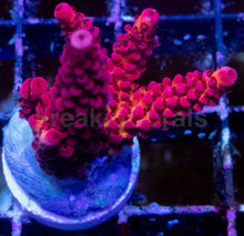 Carregar imagem no visualizador da galeria, WWC PC Rainbow Acropora – Signature Frag