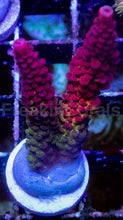 Carregar imagem no visualizador da galeria, WWC PC Rainbow Acropora – Signature Frag