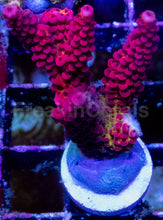 Carregar imagem no visualizador da galeria, WWC PC Rainbow Acropora – Signature Frag