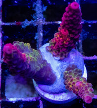 Carregar imagem no visualizador da galeria, WWC PC Rainbow Acropora – Signature Frag
