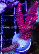 Carregar imagem no visualizador da galeria, WWC PC Rainbow Acropora – Signature Frag