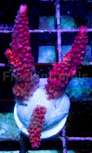 Carregar imagem no visualizador da galeria, WWC PC Rainbow Acropora – Signature Frag