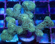 Load image into Gallery viewer, Blue &amp; Green Stylophora – Frag WYSIWYG