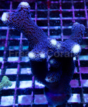 Carregar imagem no visualizador da galeria, Stylophora pistillata "Milka" – Similar to Photo
