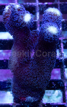 Carregar imagem no visualizador da galeria, Stylophora pistillata "Milka" – Similar to Photo
