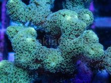 Load image into Gallery viewer, Blue &amp; Green Stylophora – Frag WYSIWYG