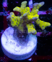 Load image into Gallery viewer, Jason Fox Goblin Acropora – Similar to Photo