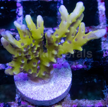 Load image into Gallery viewer, Jason Fox Goblin Acropora – Similar to Photo