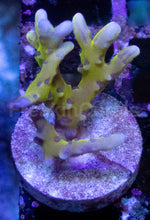 Load image into Gallery viewer, Jason Fox Goblin Acropora – Similar to Photo