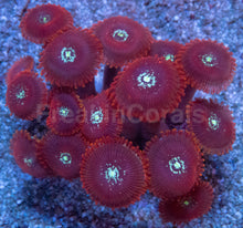 Load image into Gallery viewer, Red Magician Zoanthus – Frag Similar to Photo