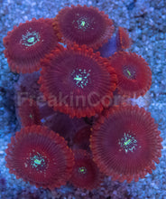 Load image into Gallery viewer, Red Magician Zoanthus – Frag Similar to Photo