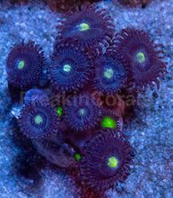 Load image into Gallery viewer, Green Eye Galaxy Zoanthus – WYSIWYG