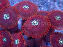 Load image into Gallery viewer, Red Magician Zoanthus – Frag Similar to Photo