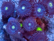 Load image into Gallery viewer, Green Eye Galaxy Zoanthus – WYSIWYG
