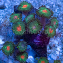 Load image into Gallery viewer, Gorilla Nipples Zoanthus – WYSIWYG