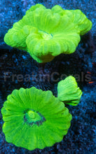 Carregar imagem no visualizador da galeria, 🪸💚 Toxic Green Caulastrea – Similar to Photo